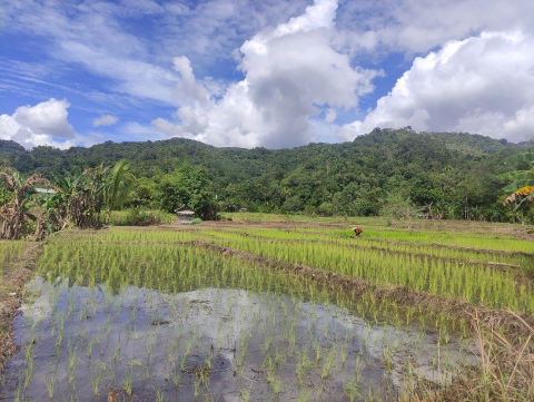 Sawah 4