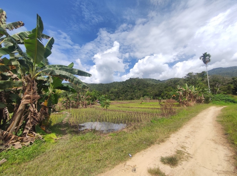 Persawahan